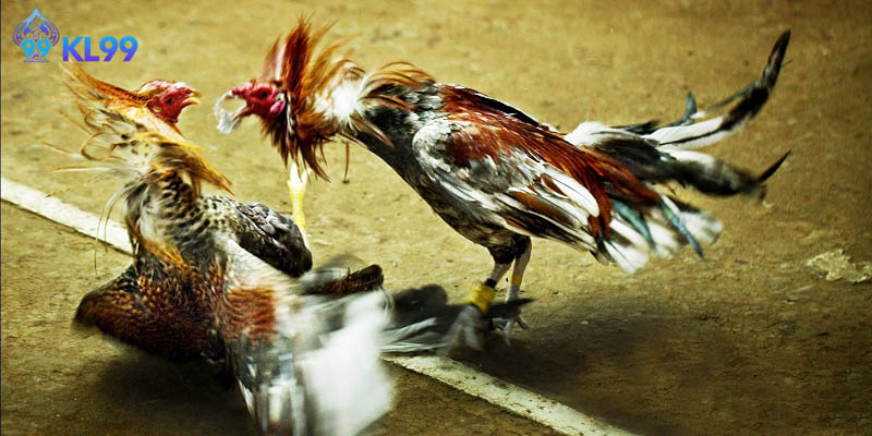 Giới thiệu tổng quát về loại kèo đá gà Kl99