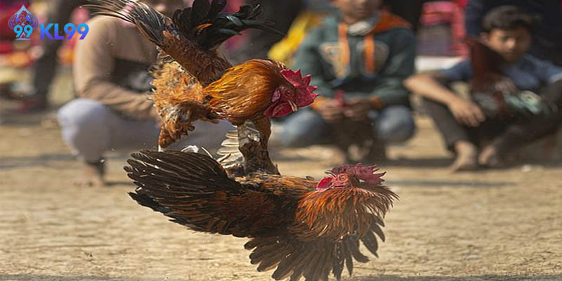 Hướng dẫn người tham gia chơi hiểu rõ các loại hình
